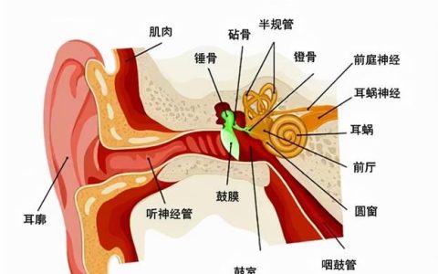 爱耳日带你了解听力损失的危害,爱耳日警惕这件事情夺走你的听力