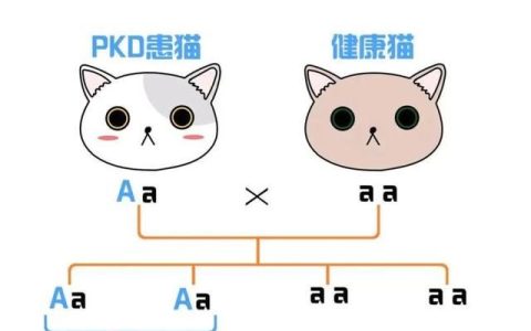 猫得了遗传病多囊肾还能活多久