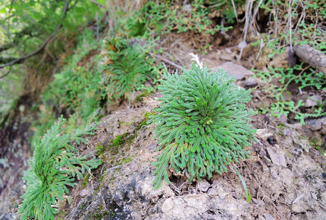 这种野草浑身是毒，却是一味良药，武侠小说里的还魂草就是它？