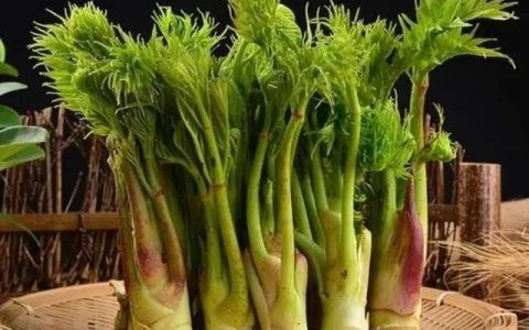 东北山野菜刺嫩芽吃法