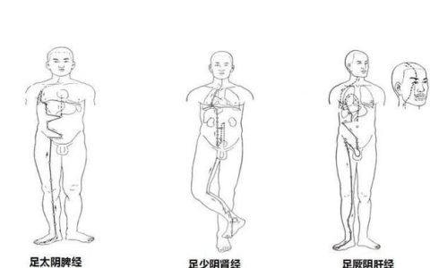 大腿推是什么:腿的经络从下往上推和从上往下推有什么不同