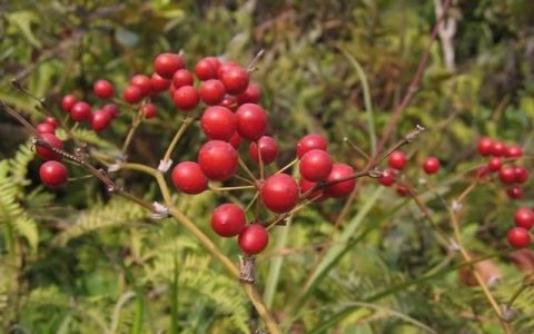 农村常见的3种植物，它们的根都是滋补佳品，既可泡酒，也可煲汤