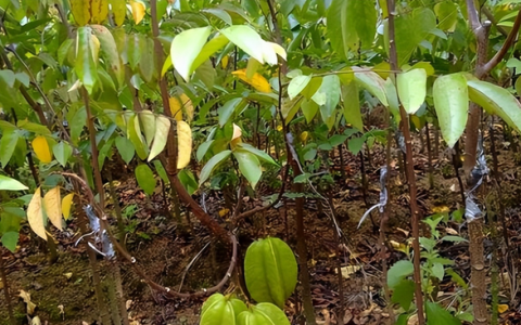 嫁接种植对杨桃的品种会有什么样的改善呢