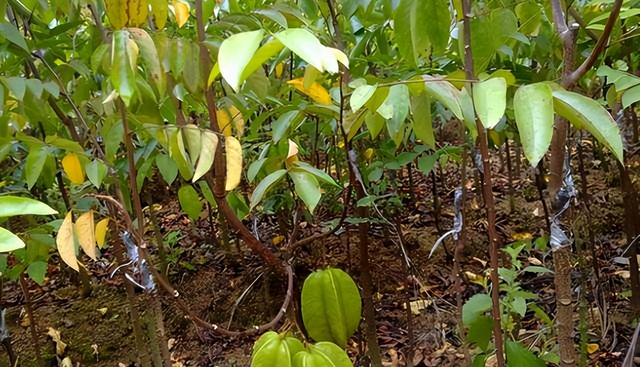 嫁接种植对杨桃的品种会有什么样的改善?