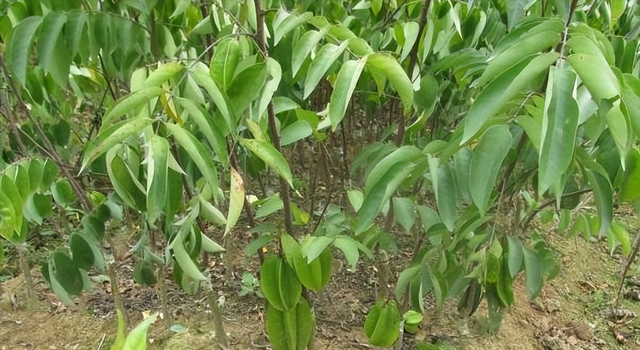 嫁接种植对杨桃的品种会有什么样的改善?