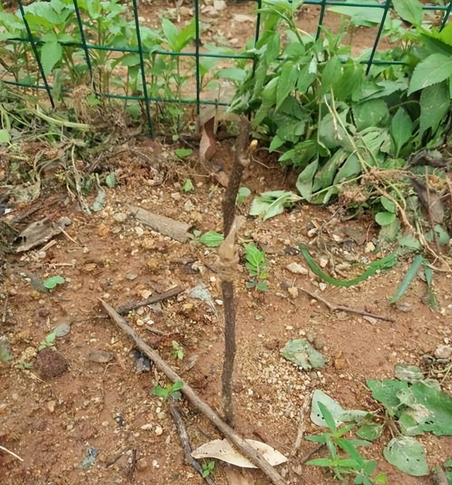 嫁接种植对杨桃的品种会有什么样的改善?