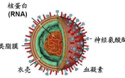 a型流感病毒，新型猪流感病毒有哪些症状