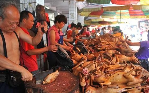 荔枝狗肉节，玉林的荔枝狗肉节是什么时候