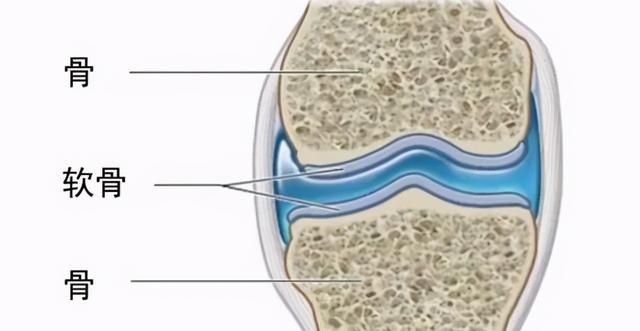 关节不好　服氨糖有用吗