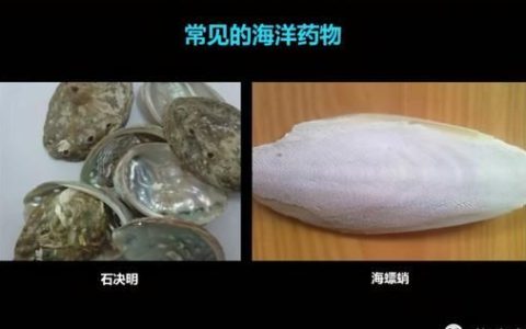 雪蛤细胞疗法(蛤类蛋白质)