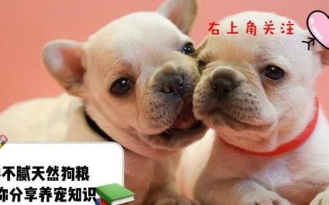 犬瘟热后遗症