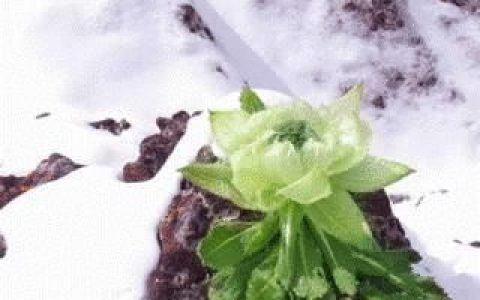 中药雪莲花功效与作用及食用方法