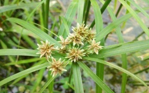 河边上的光棍草的功效(野菜光棍草)