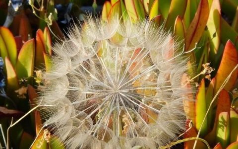 蒲公英杀死癌细胞治疗甲状腺结节