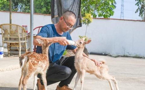 梅花鹿特色养殖敲开乡村致富门,梅花鹿养殖项目亮点