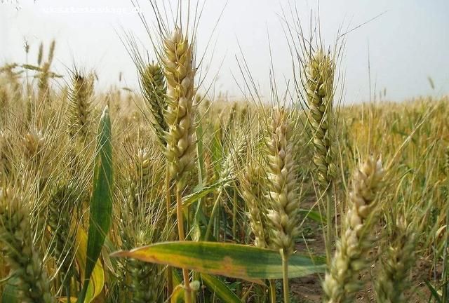小麦和麦麸有什么区别(麦糠和麦麸的区别)图1